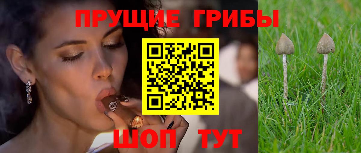 Галлюциногенные грибы Psilocybine cubensis  Сертолово 